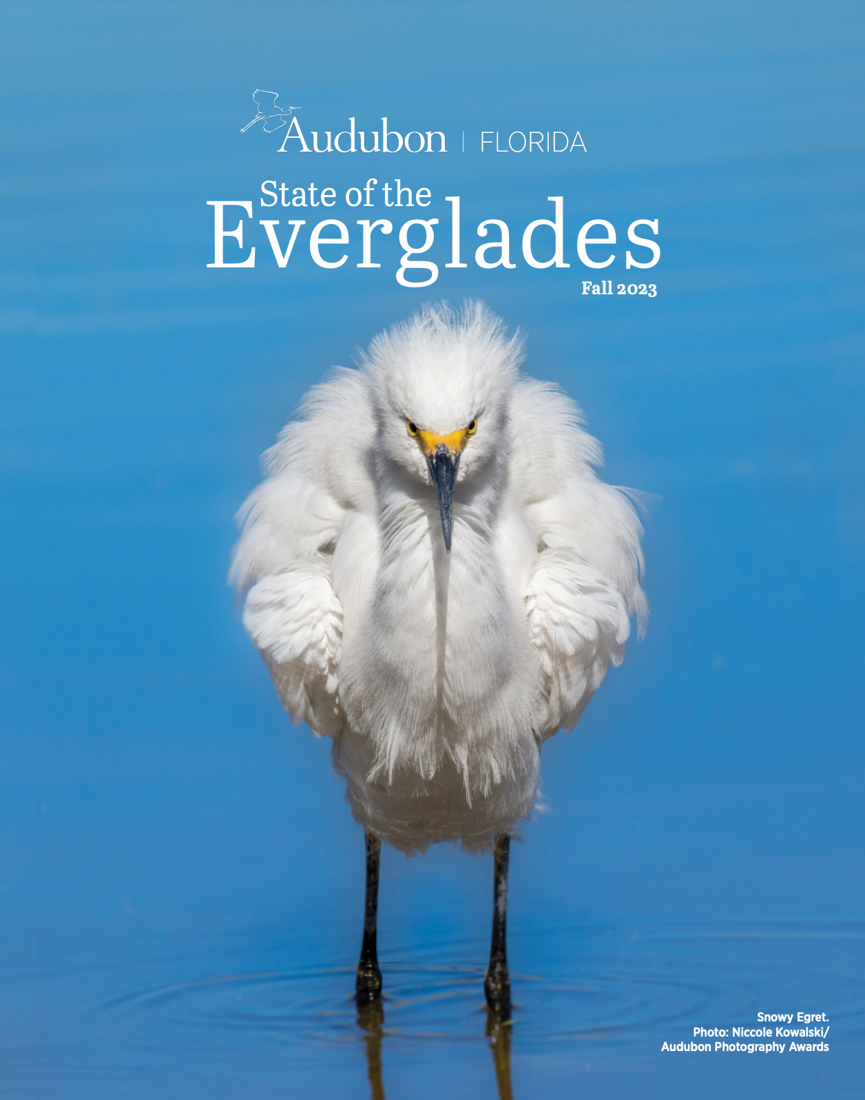 Snowy Egret looking straight at the camera